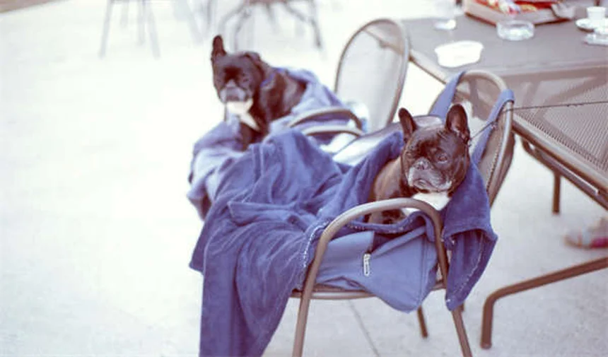 Feto retido em chinchilas: sintomas, causas e tratamento eficaz