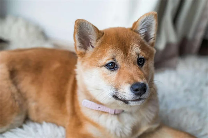Cães podem ter ataques de pânico? Descubra os sinais e como ajudar!