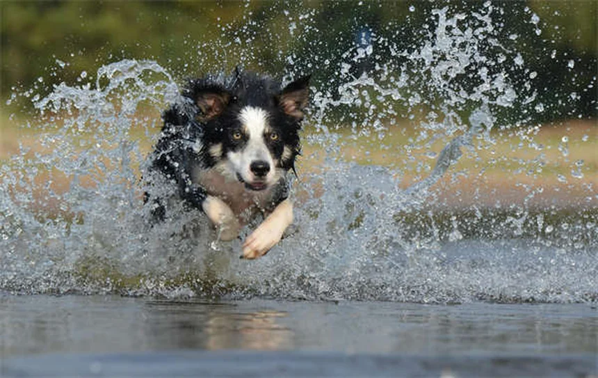 Como remover carrapatos do seu cão em 5 passos simples
