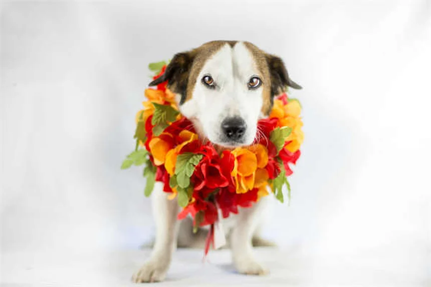 Popcorning em Chinchilas e Porquinhos-da-índia: O Guia Completo